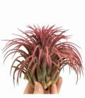 Tillandsia