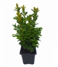 Buxus