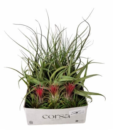 Tillandsia