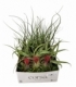 Tillandsia