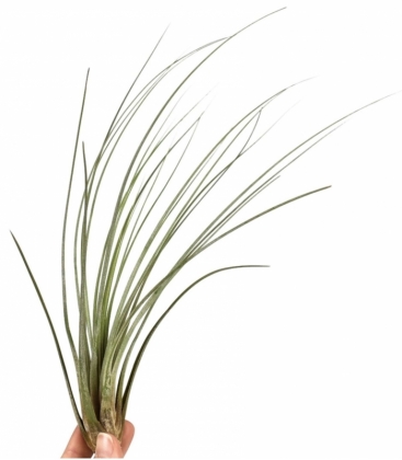 Tillandsia