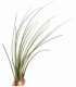 Tillandsia