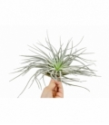 Tillandsia