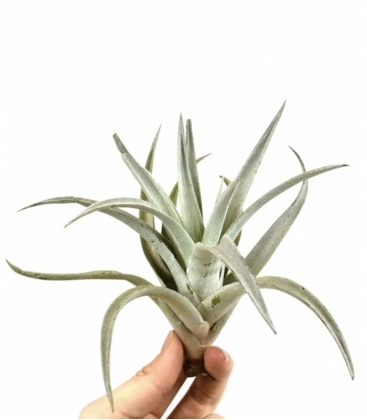 Tillandsia