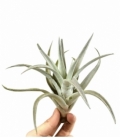 Tillandsia