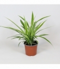 Chlorophytum