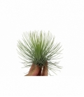 Tillandsia