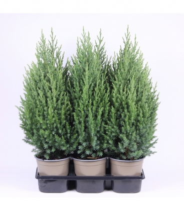 Juniperus