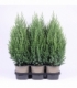 Juniperus