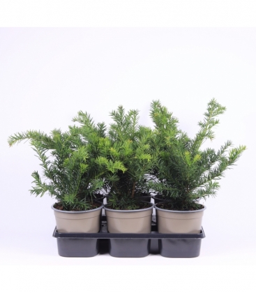 Taxus