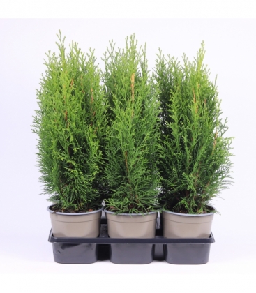 Thuja