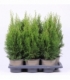 Thuja