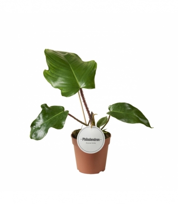 Philodendron