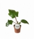 Philodendron