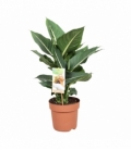 Dieffenbachia