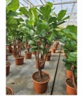 Ficus