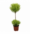 Cupressus