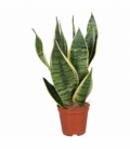 Sansevieria