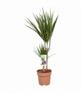 Dracaena