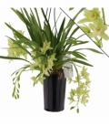 Cymbidium