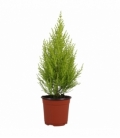 Cupressus