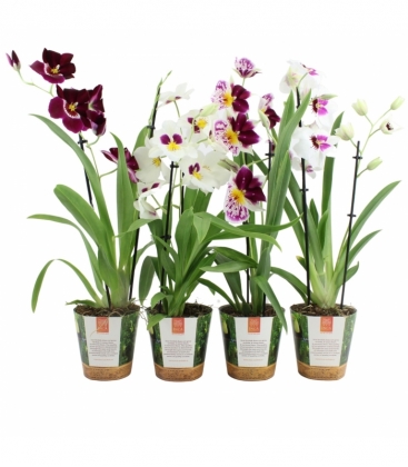 Miltonia