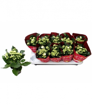 Kalanchoe