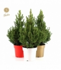 Picea