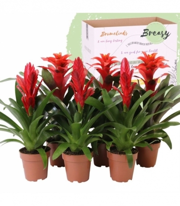 Bromelia