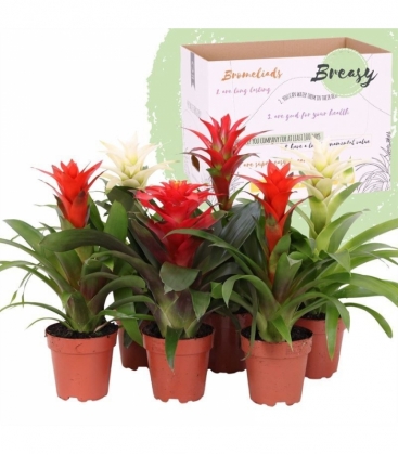 Guzmania