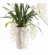 Cymbidium