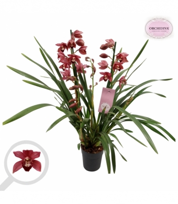 Cymbidium