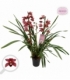 Cymbidium