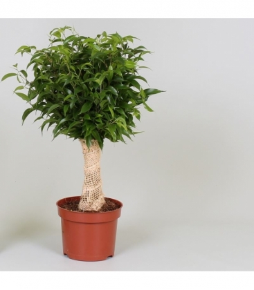 Ficus