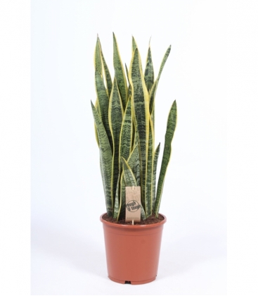 Sansevieria