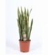 Sansevieria