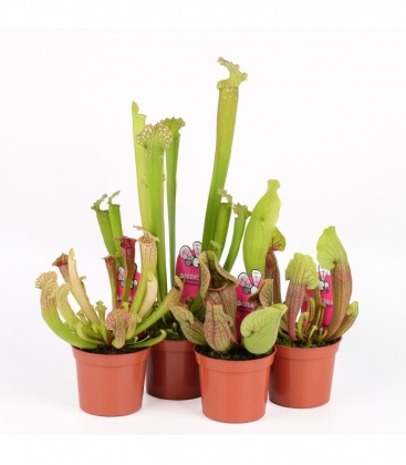 Sarracenia