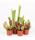 Sarracenia