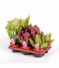 Sarracenia