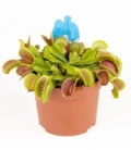 Dionaea