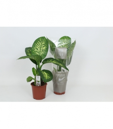 Dieffenbachia