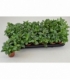 Pilea