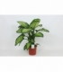 Dieffenbachia