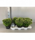 Selaginella