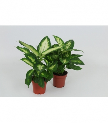 Dieffenbachia