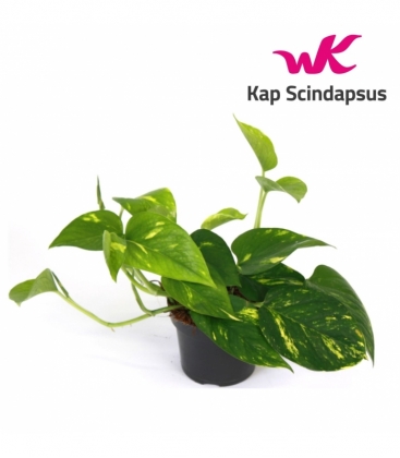 Scindapsus