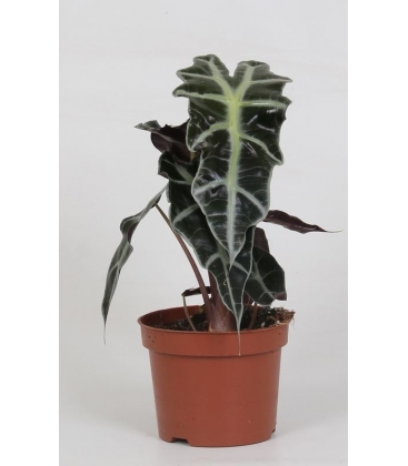 Alocasia