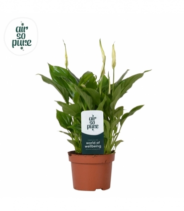 Spathiphyllum