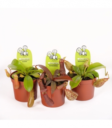 Nepenthes