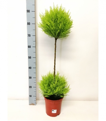 Cupressus